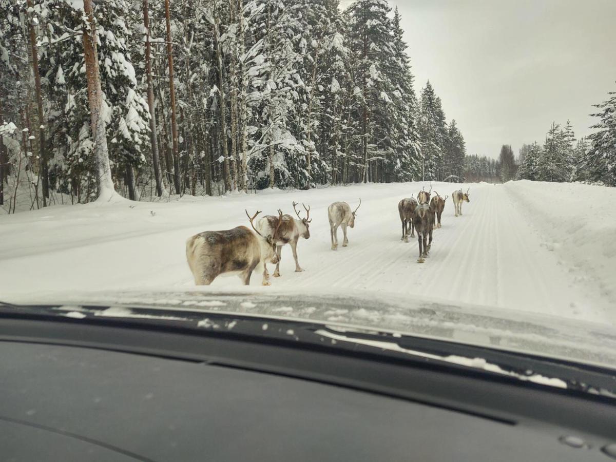 Lagomhuset - A Peaceful Holiday In Swedish Lapland Vidsel Екстериор снимка